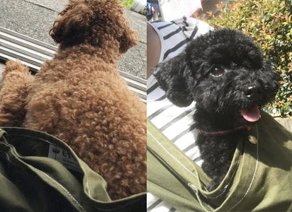 大変気に入っております!