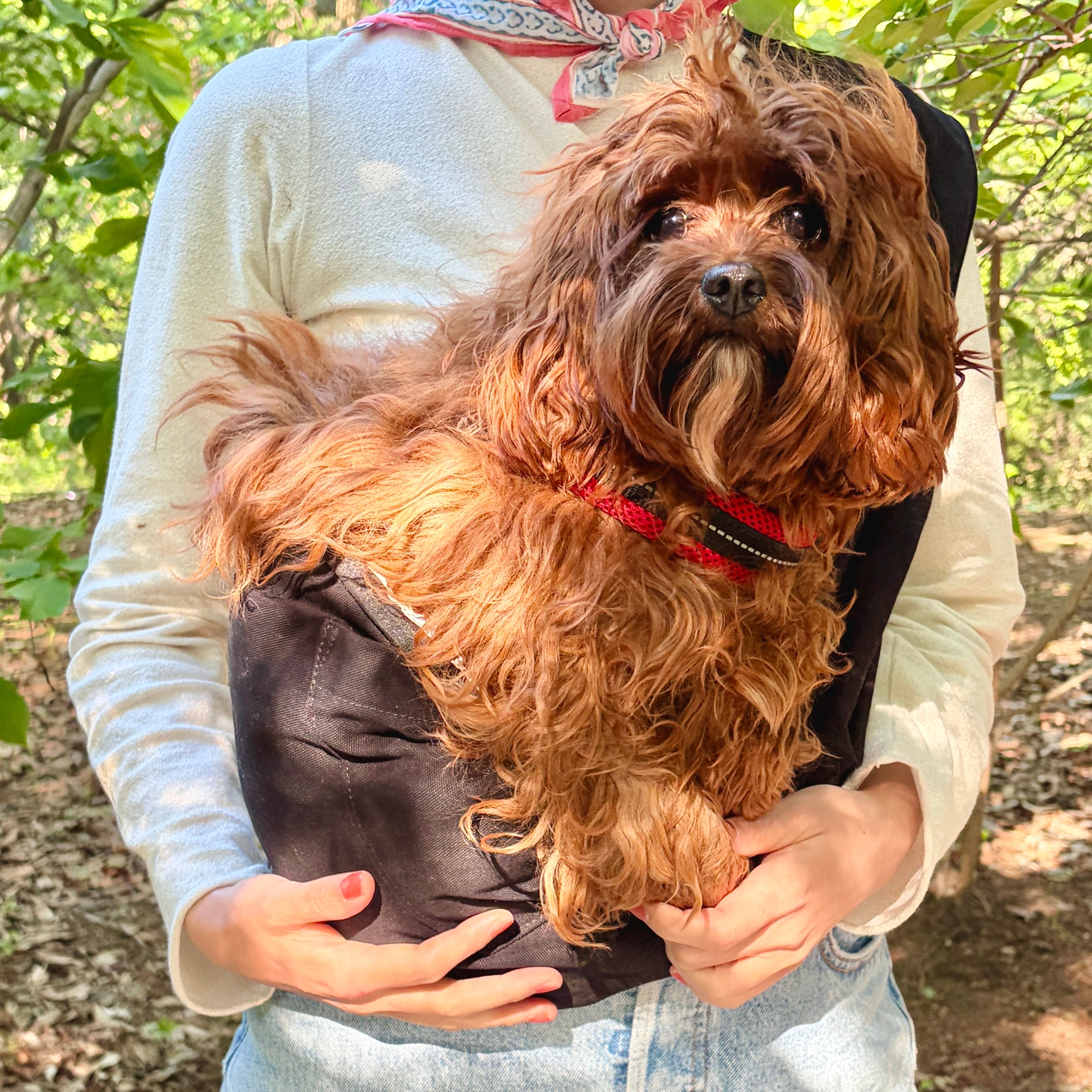 愛犬もちょうどよくフィット!