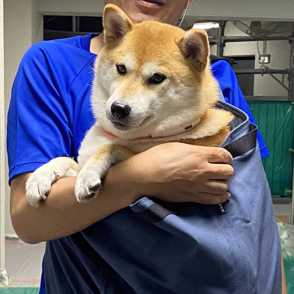 柴犬のご家族にERVAのドッグスリングをご愛用いただいています