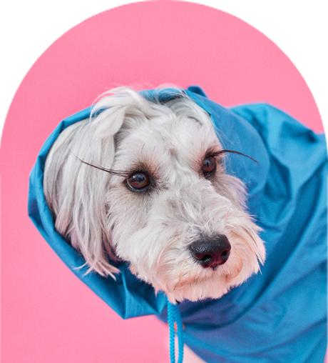 ドッグスリングを試着したい方へイベント情報を紹介