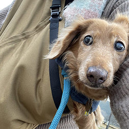 ダックスフンドのドッグスリングご利用写真