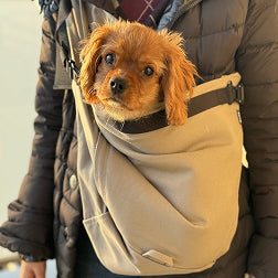 キャバリアのドッグスリング着用写真