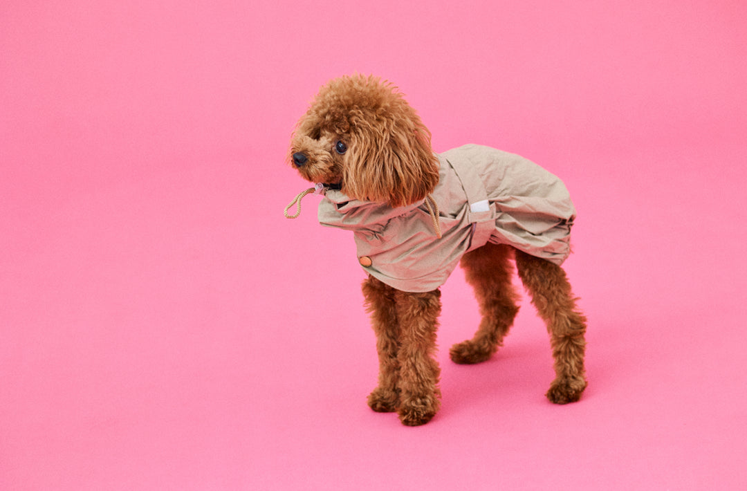 ERVAのレインカバーはドッグスリングと併用できるだけでなく、お散歩時のレインコートとしても使えます