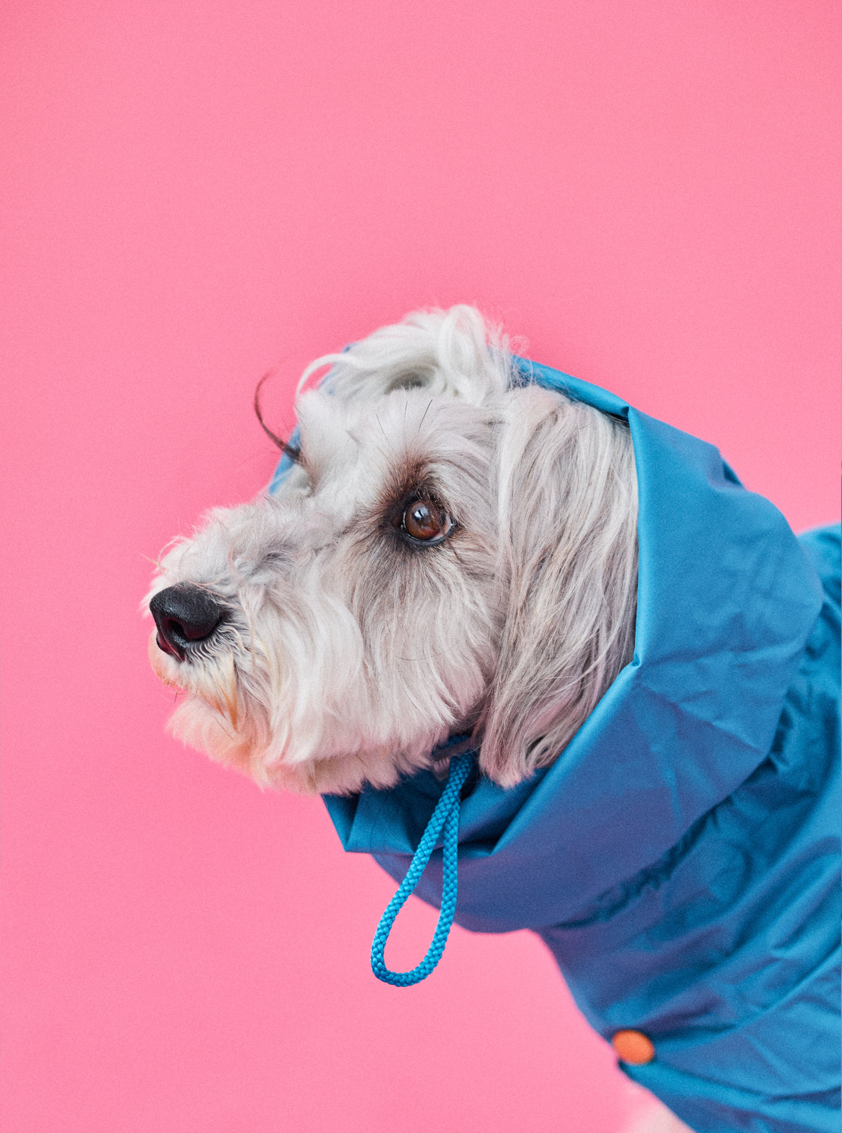 Mシュナ 7.8kg |ダックブルー Mサイズ