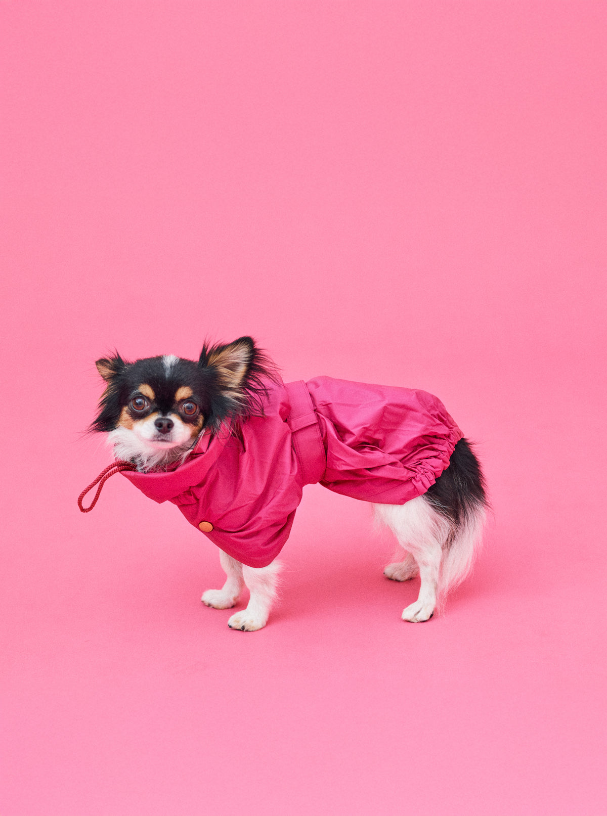 チワワ 2.5kg | チェリーピンク Sサイズ