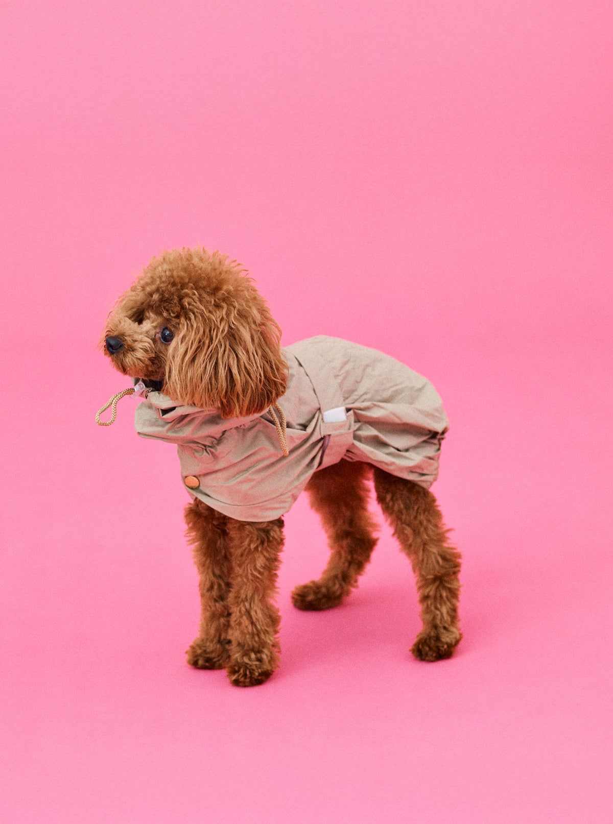 フォーンベージュ | Sサイズ トイプードル 3.3kg