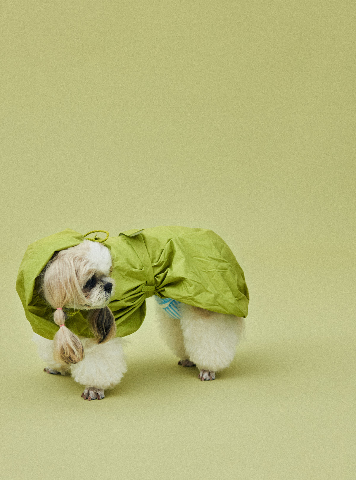 シーズー 5.4kg |セージグリーン Mサイズ