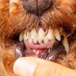 衝撃！3歳以上の犬の87%が歯周病の可能性あり！愛犬が歯周病になったので、この度治療してきました。診断・治療はなるべく専門医へ