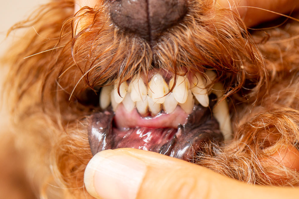 衝撃 3歳以上の犬 の87 が歯周病の可能性あり 愛犬が歯周病になったので この度治療してきました 診断 治療はなるべく専門医へ ドッグスリングのerva エルバ