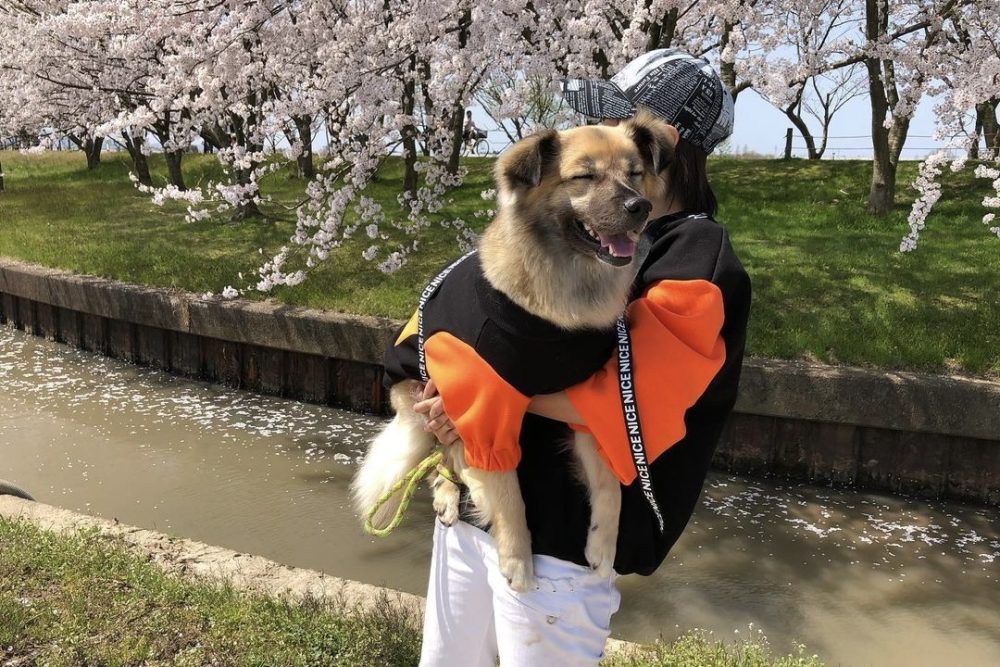 桜の下で抱っこされる大型犬