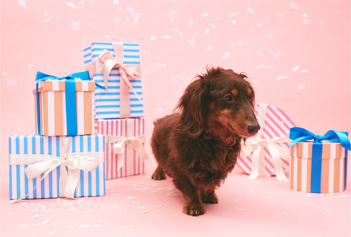 全力支援!!! 年始に画像＆年賀状シェアで保護犬に家族が見つかるかもしれない。