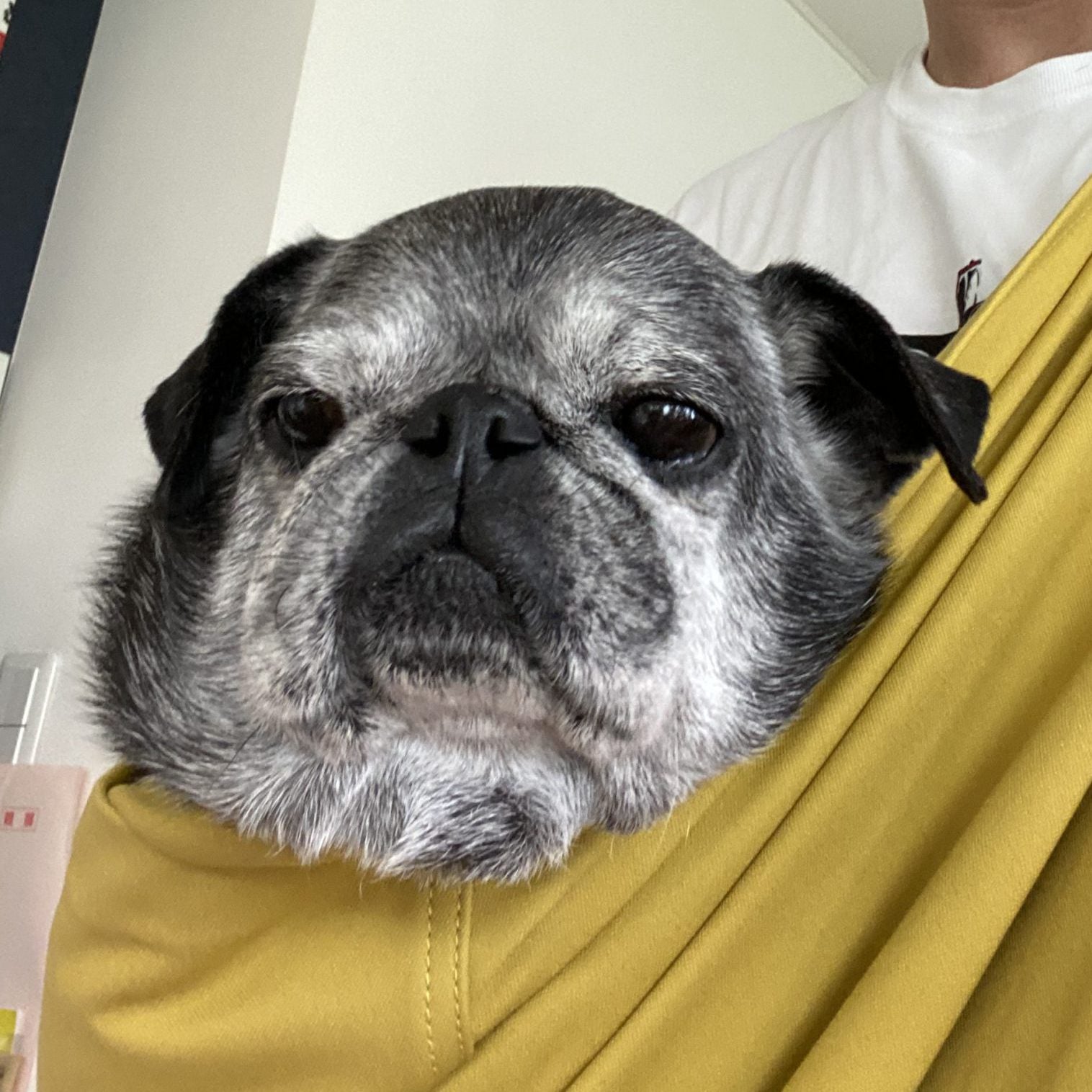 犬のホールド感がしっかりしていた