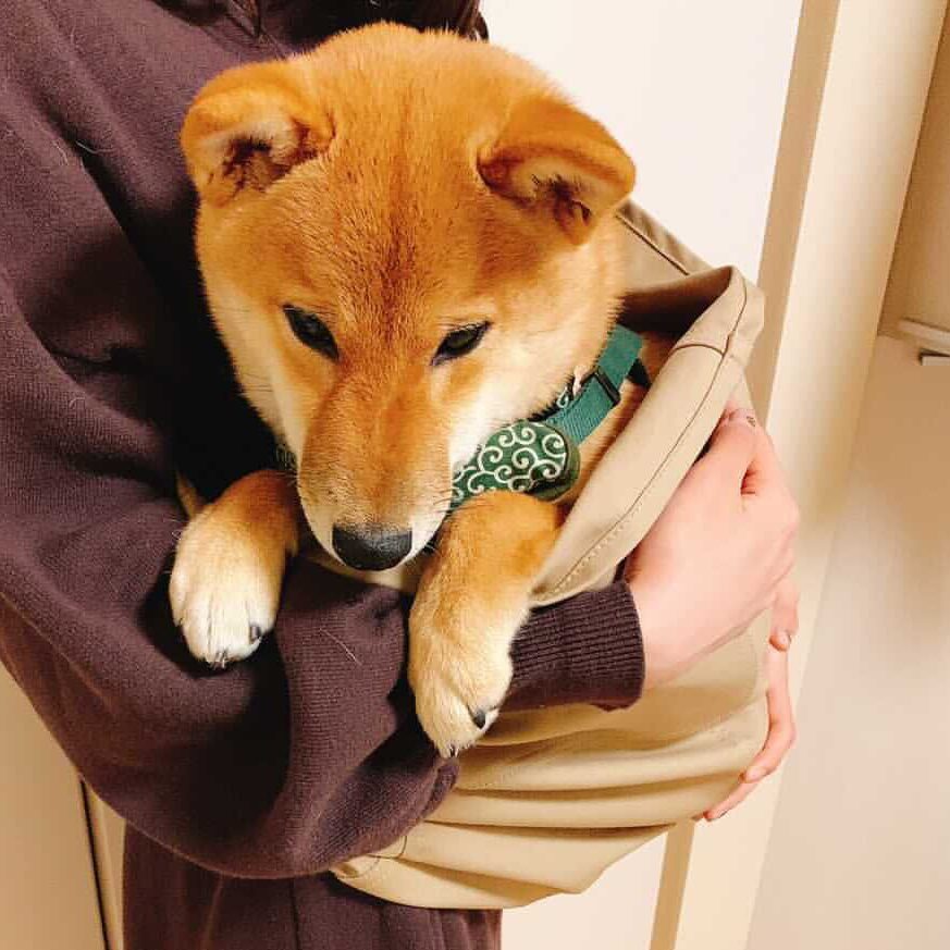 わんこも嫌がらずに身を委ねていました