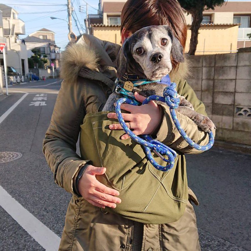 散歩や病院などで活躍しそう