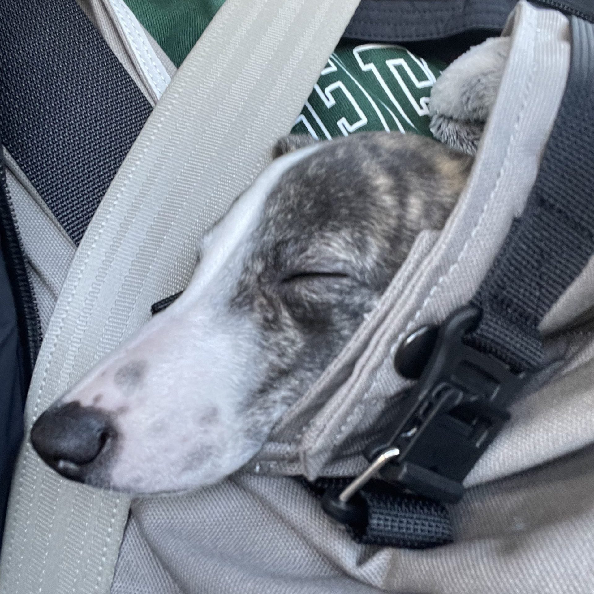 中型犬になるうちの子