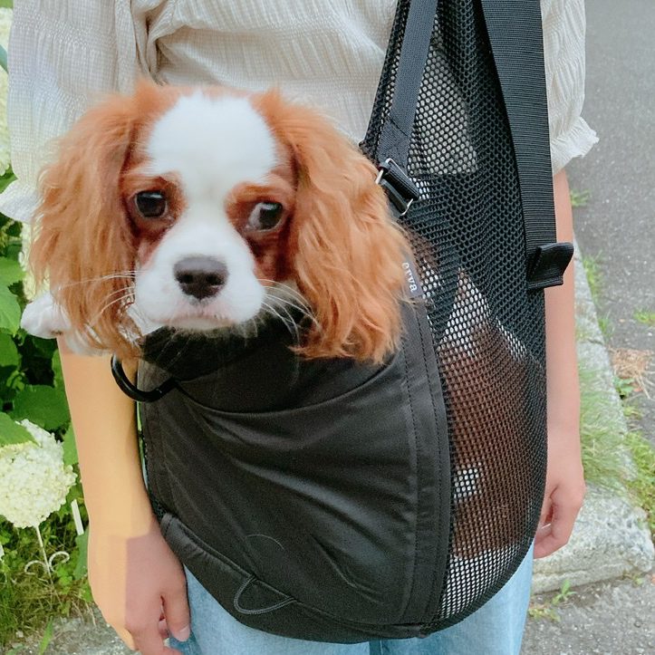 人も犬も涼しくすごせます