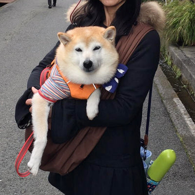 楽に犬を入れられました