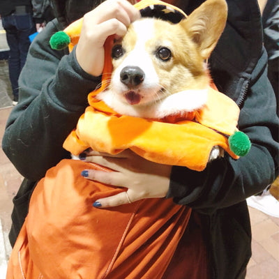 愛犬との思い出が、もっともっと作れそう