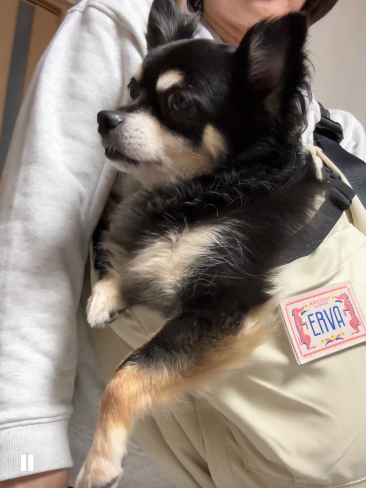 抱っこ抱っこと喜んで飛んできます！