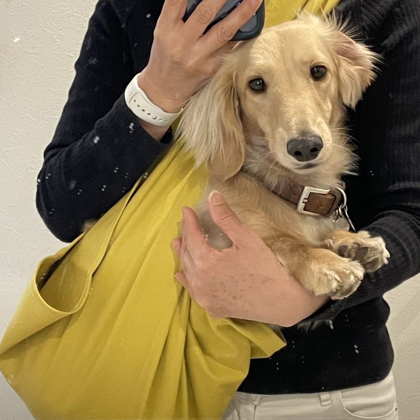 我が家のダックス7