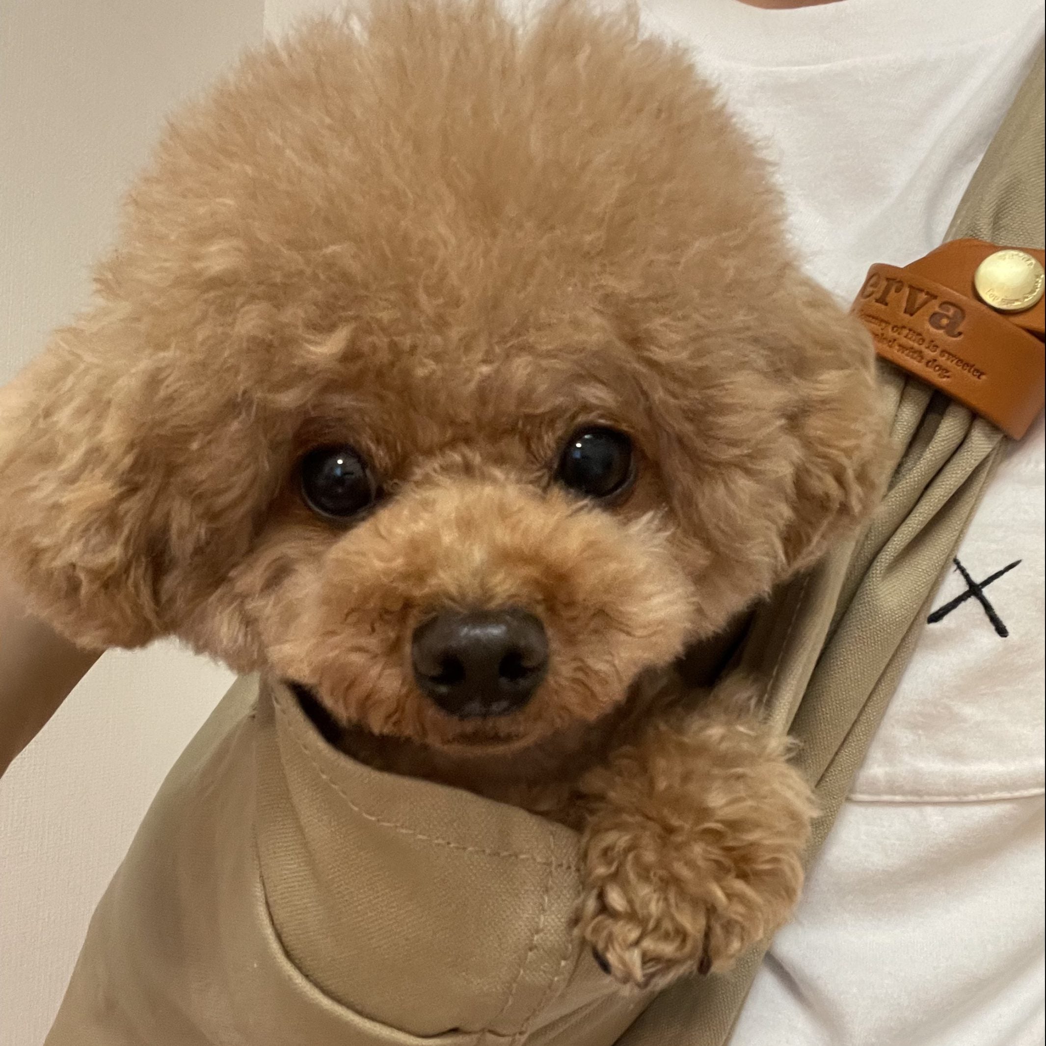 しっかり胸元でしっかり抱っこできる