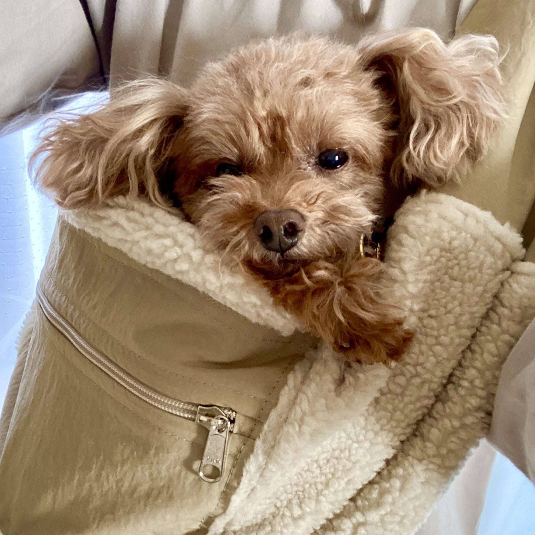 わんことの密着をリングで調節できるのが良かった