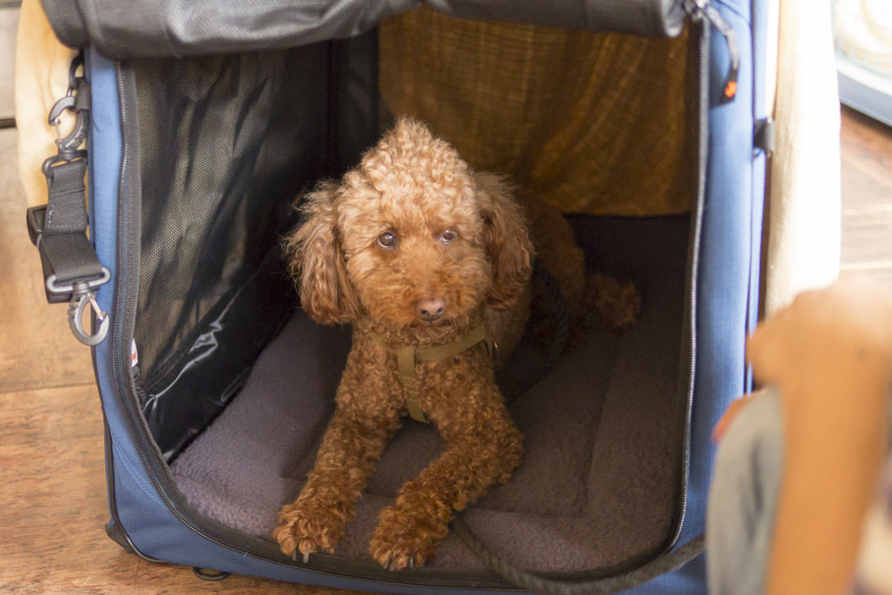 犬用キャリーバッグの選び方完全マニュアル～種類や選び方など解説。種類が多すぎて迷っている人必見！