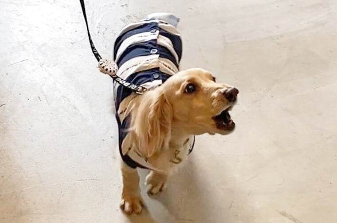 犬の無駄吠えの原因と効果的な対処法。吠える理由を理解して問題行動を改善するしつけを解説。