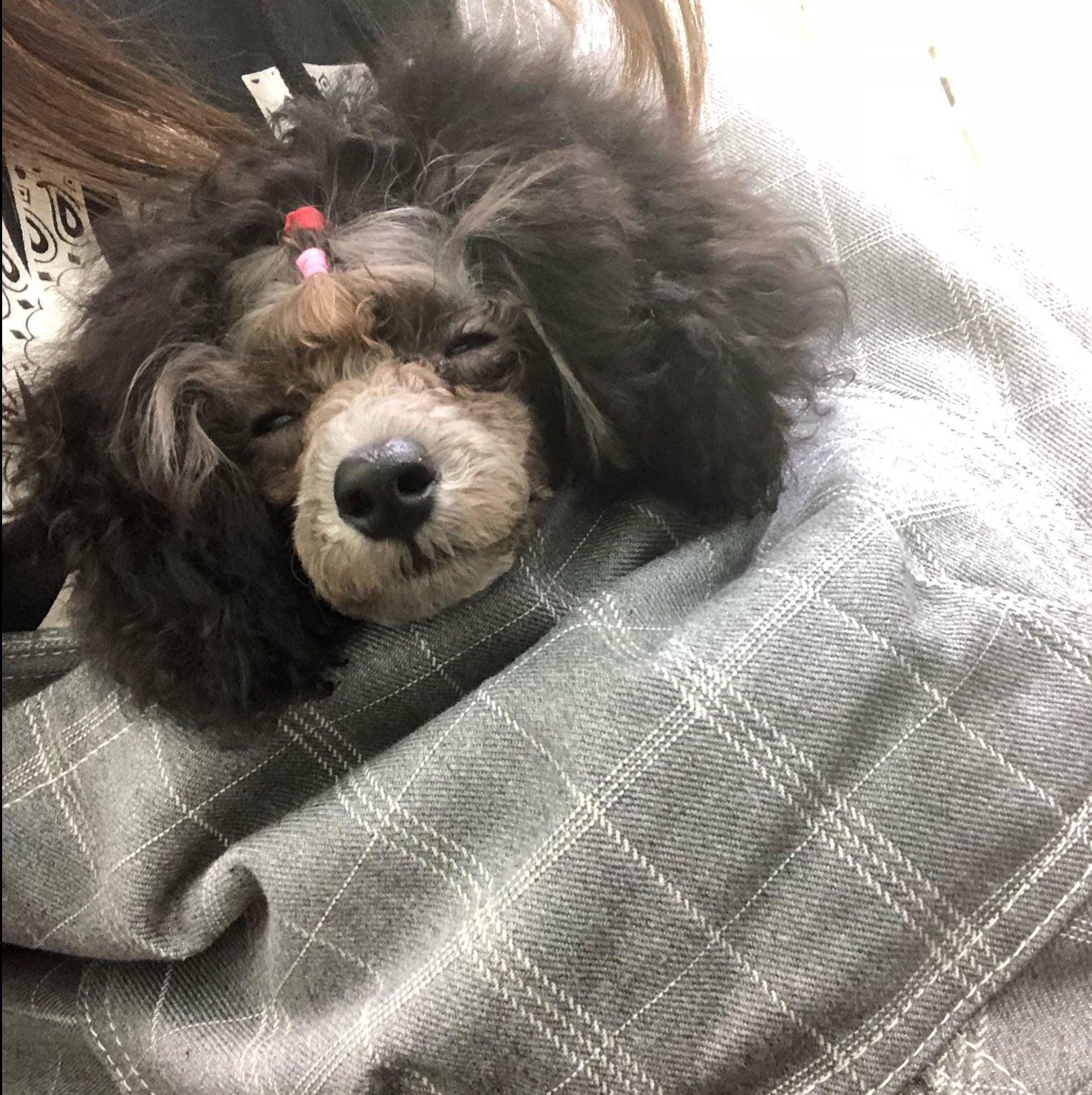 愛犬が中で落ち着いてくれてよかった