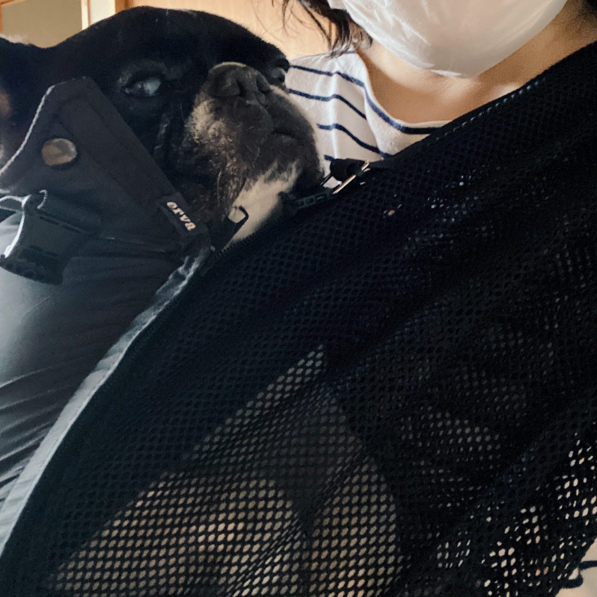 愛犬も気持ちよくインしている