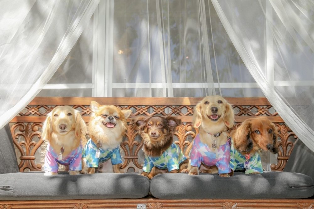 犬の多頭飼いの費用や大変さを5匹の犬と暮らす飼い主が解説。お世話のリアルな実態とは。