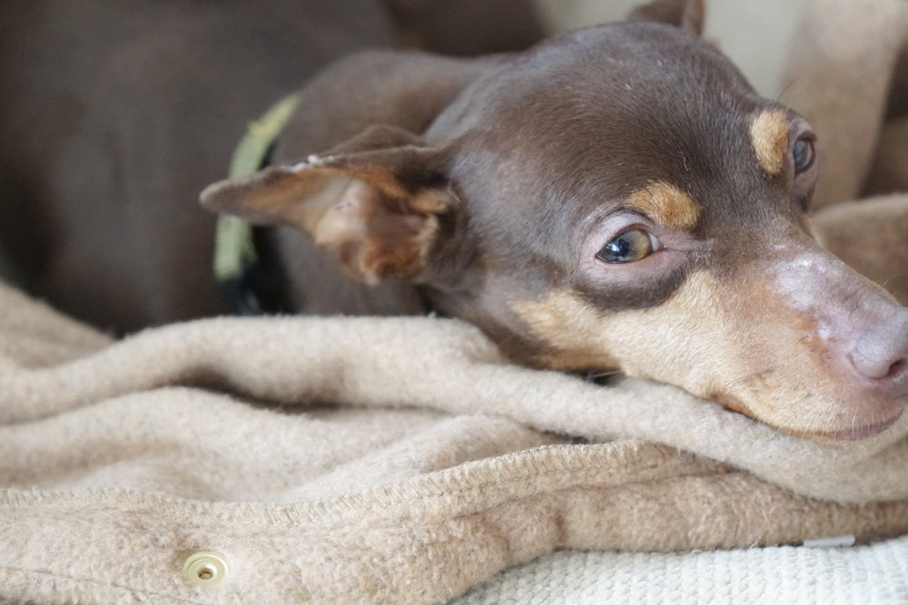 はじめて犬を迎える人に、保護犬をおすすめする5つの理由