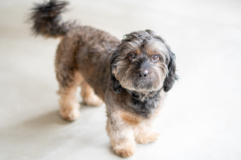 チェリーアイの手術が無事終わった保護犬ヌーフ