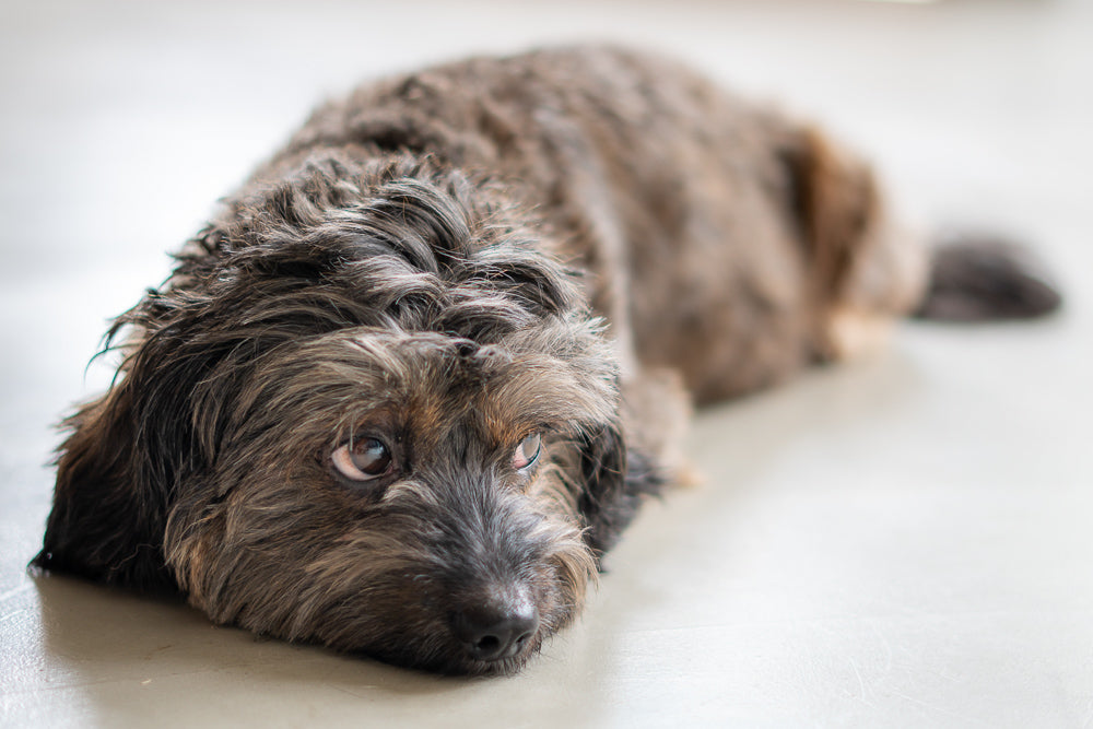 チェリーアイ手術後の保護犬ヌーフ