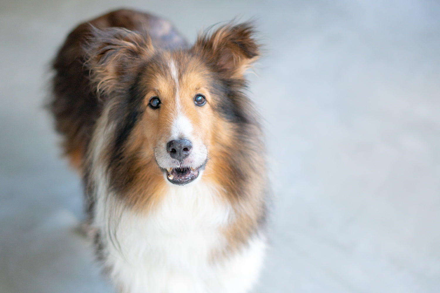 [里親募集中] 性格はのんびり屋。疲れた心にじわっとくる癒し顔がたまらん犬-シェルティ関西-