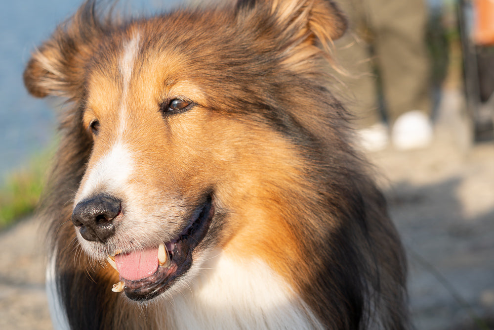 保護犬セットのかわいい笑顔