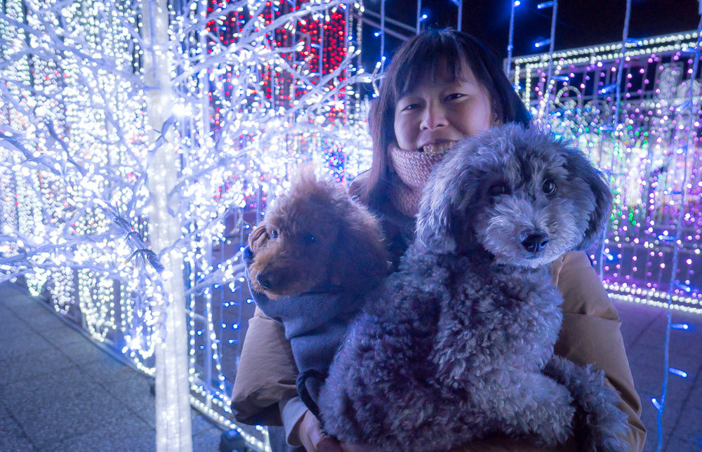 わんこ連れvol.10 キラキラ輝くイルミネーション!! 愛犬と光の迷路でパシャパシャ記念撮影がうれしすぎた 〜神戸イルミナージュ編〜