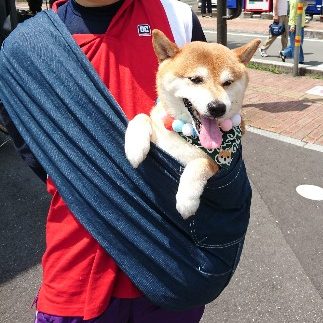 普通に抱っこするより犬も安心
