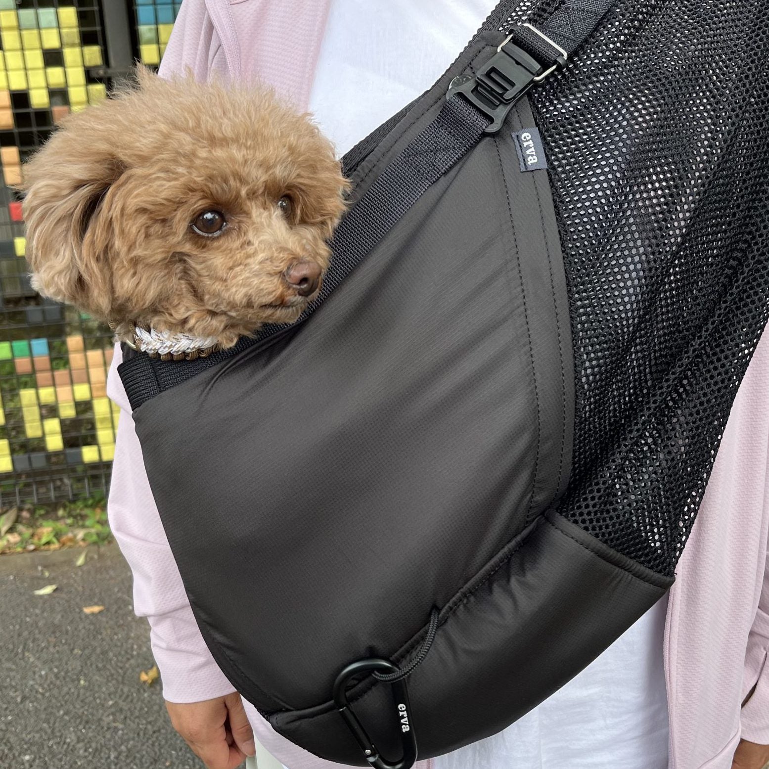 愛犬も涼しそう