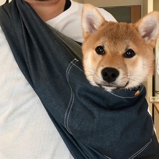 おとなしくスリングに入ってくれる