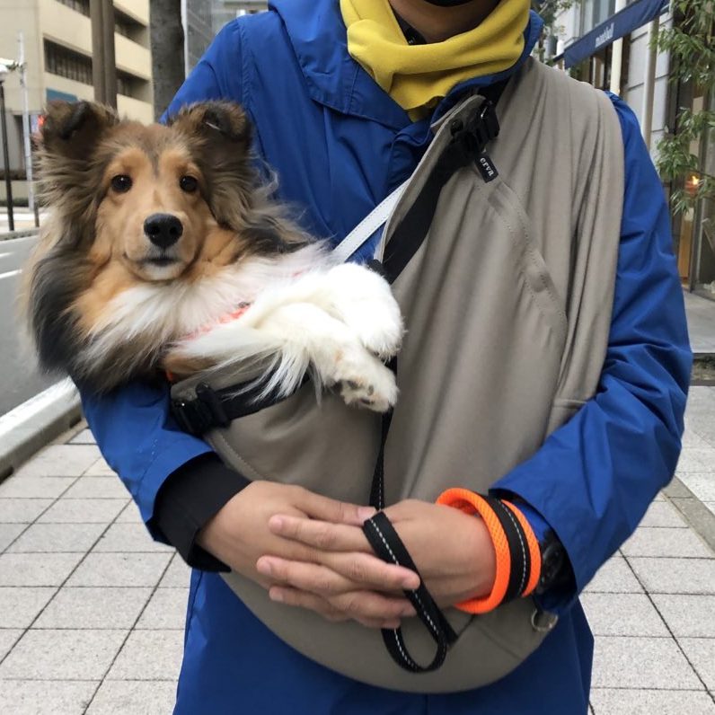 わんこも人間も楽で心地が良いスリング