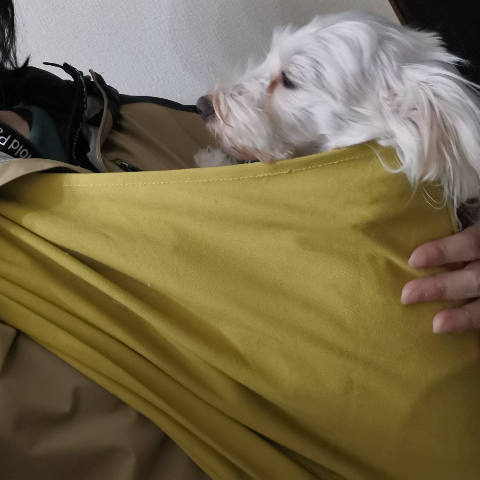 抱っこをせがむように