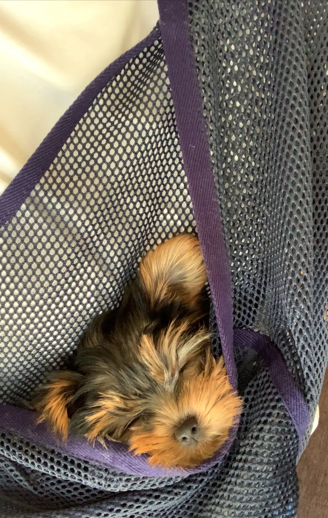 仔犬を迎えるにあたって購入。