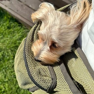 使用感も安定していて、犬も気に入って