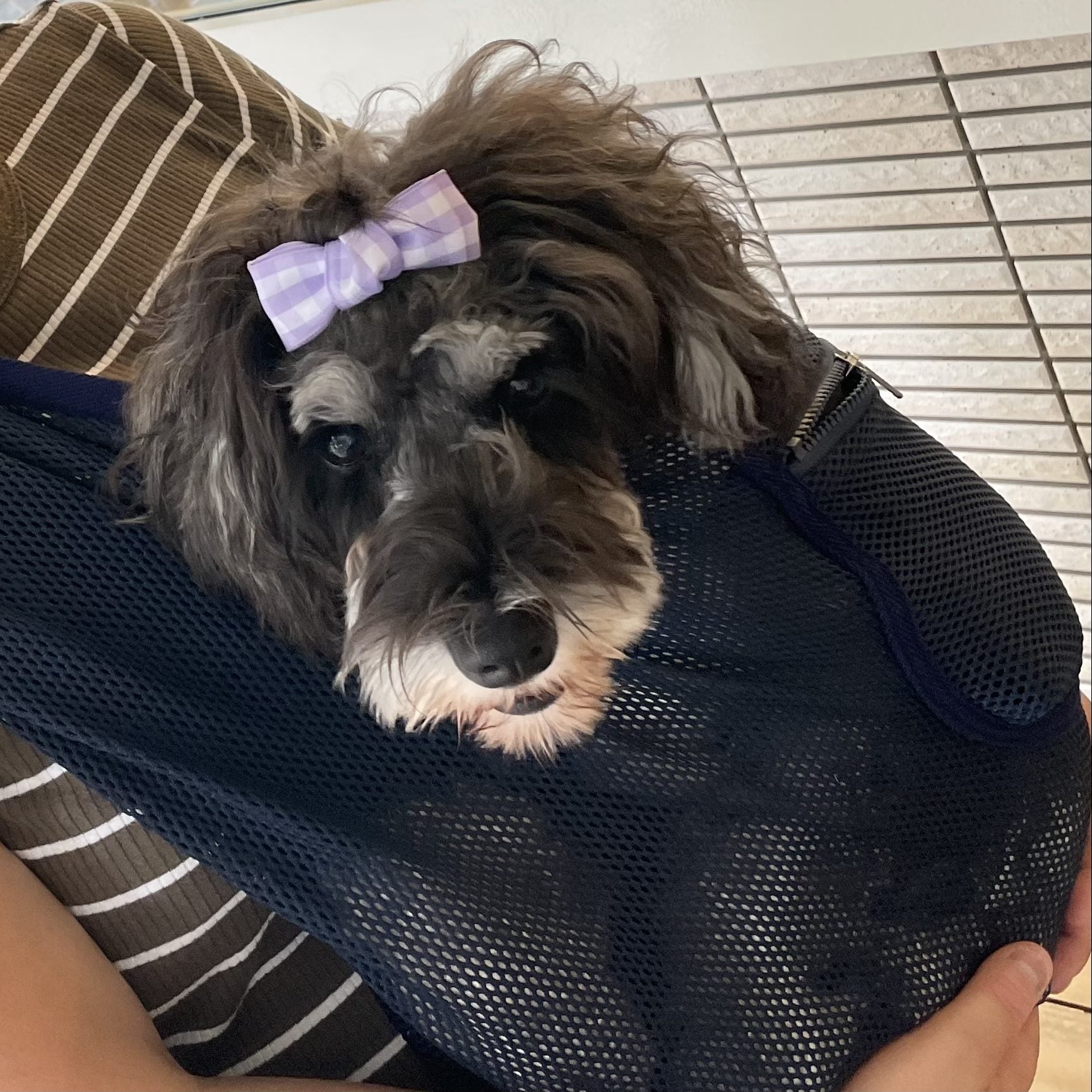 子犬は寛いでいます！
