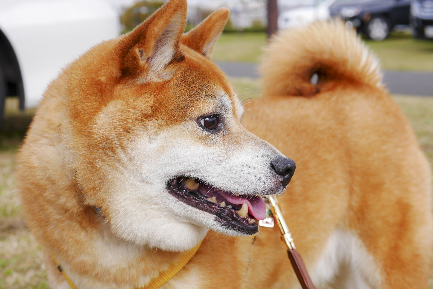 Vol.1 オイラの家族にならねぇか？推定4-5歳の柴犬、ちょっと太り気味の六助です-里親募集中-