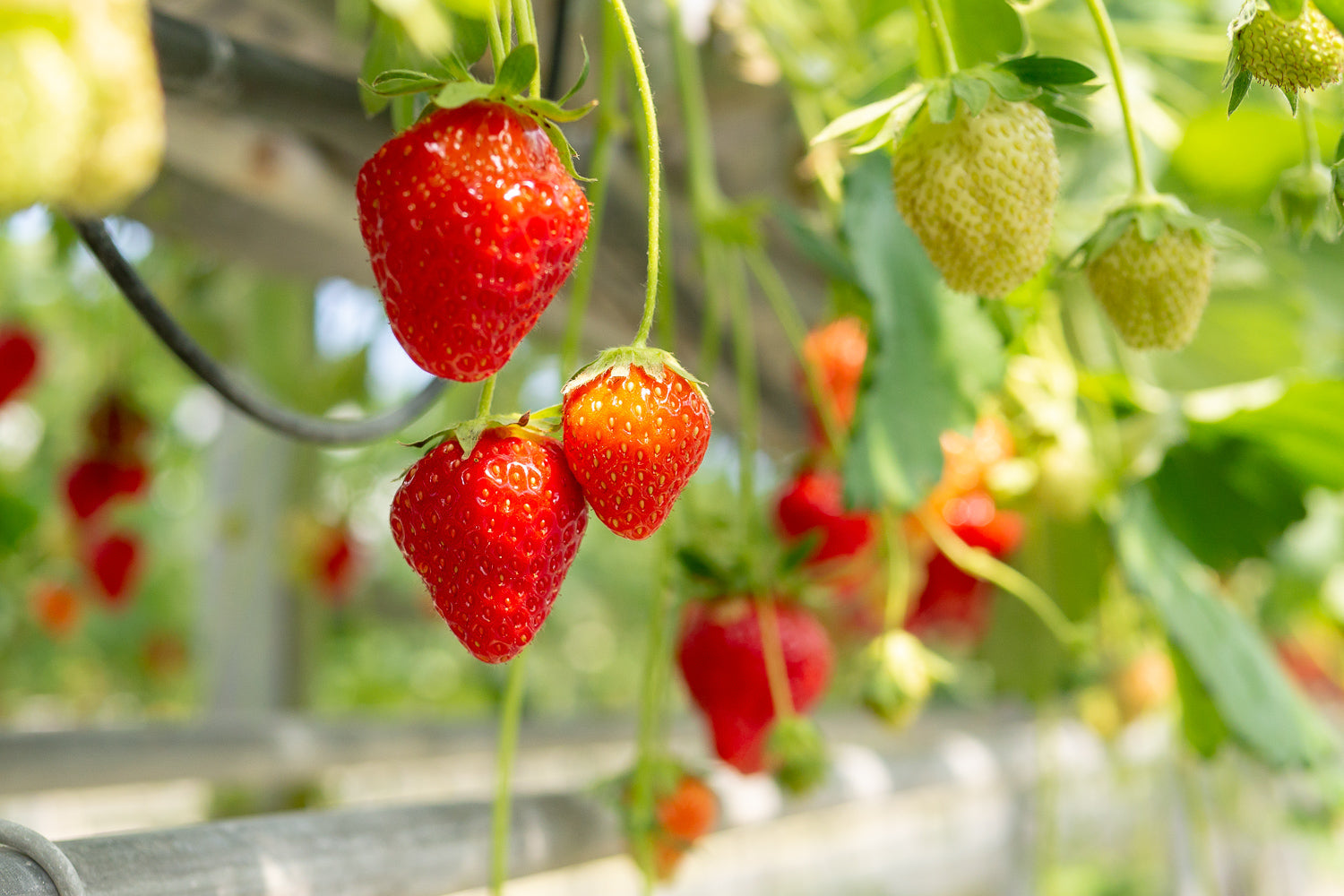 わんこ連れvol.11 愛犬とイチゴ狩りに行ってきた！わんこ無料＆無制限食べ放題でウハウハ 〜岡山県 田淵いちご園編〜