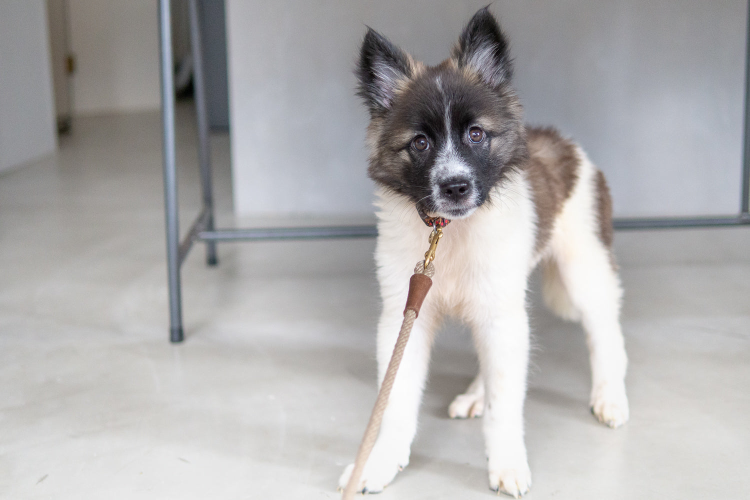 ワンコ大好きな方へ拡散お願いします！3～5ヶ月赤ちゃん犬男子の里親になりませんか？