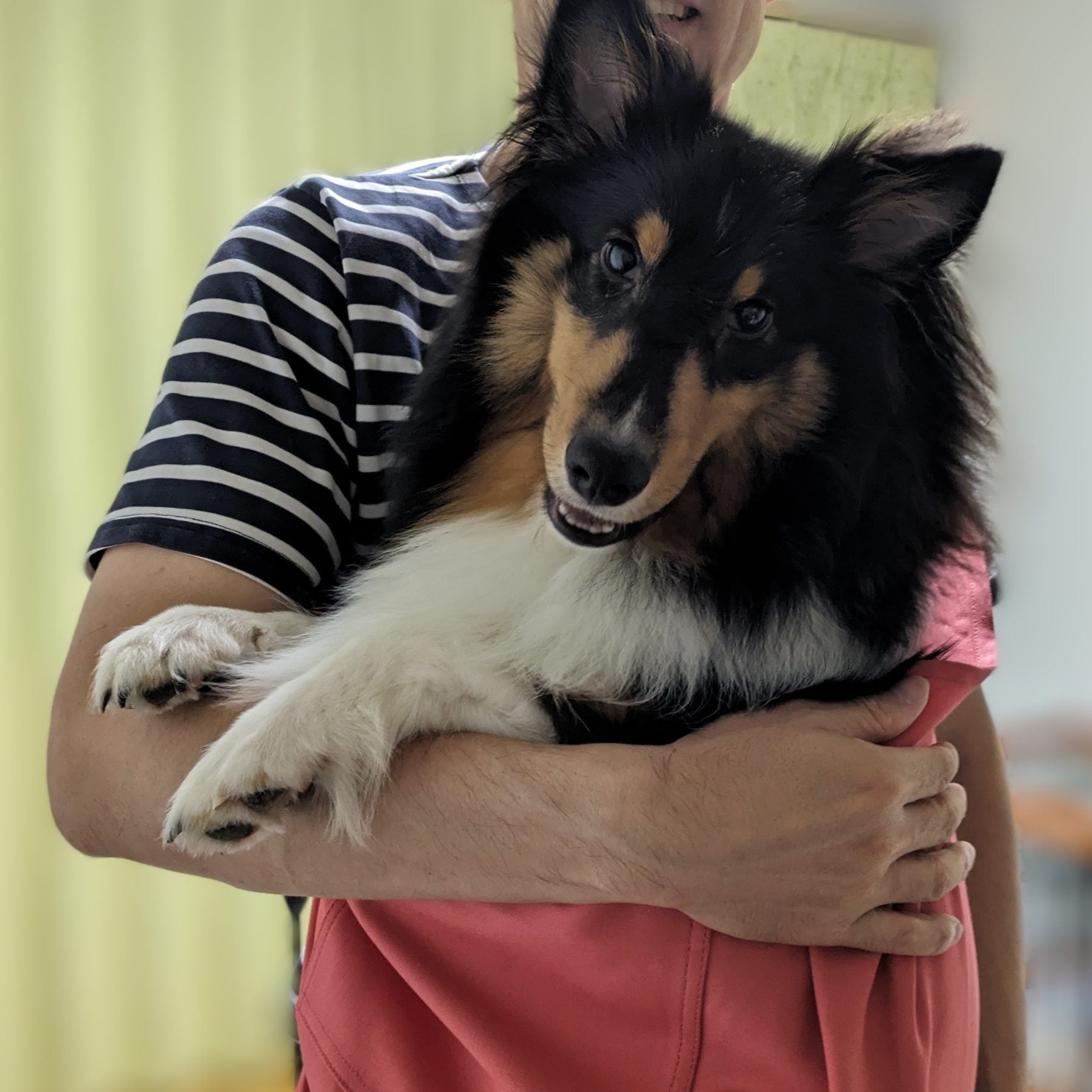色も綺麗で犬もすっぽり収まり満足