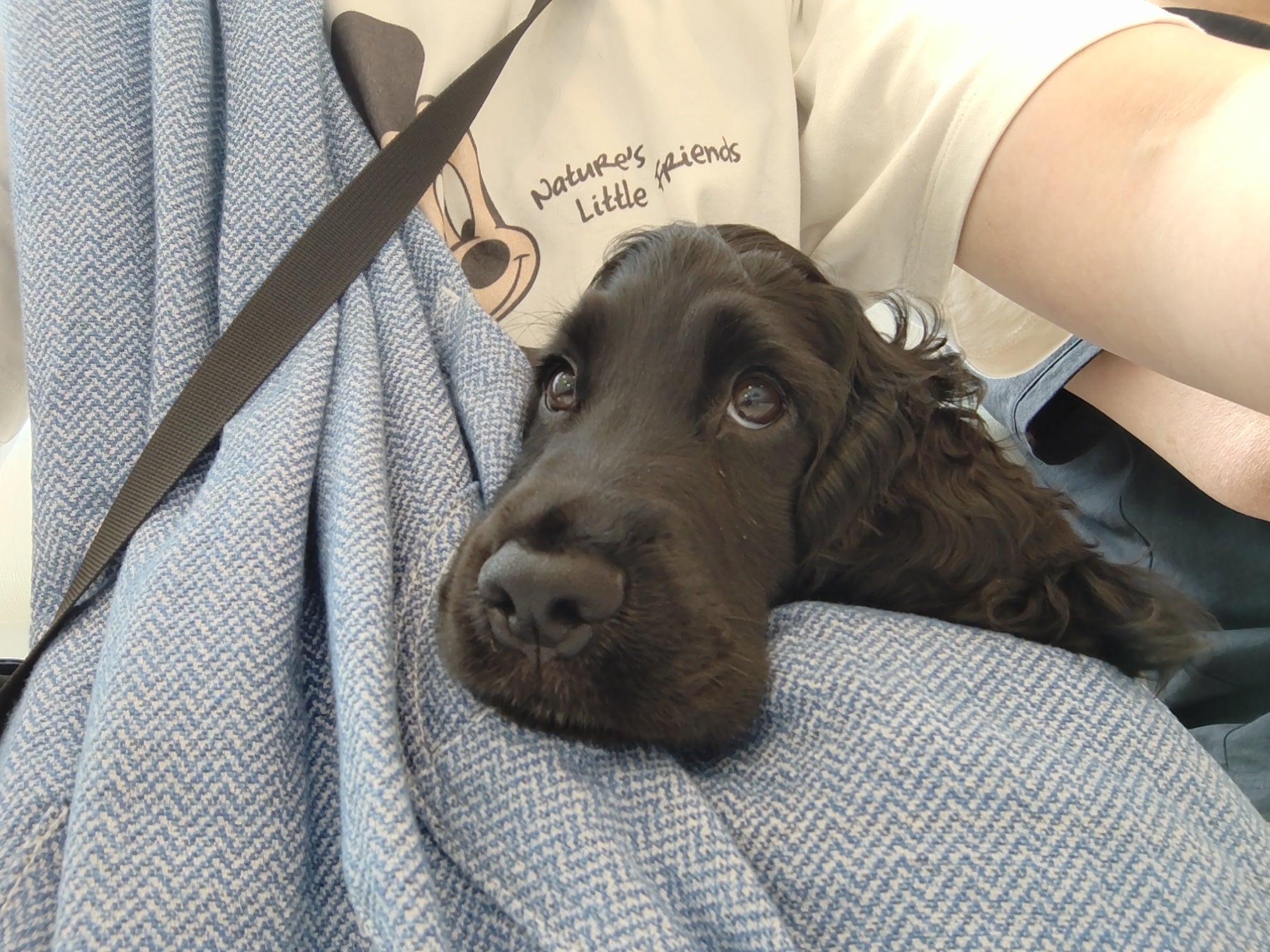 犬種/体重別のご感想 | ドッグスリング・犬の抱っこ紐専門ブランド